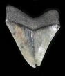 Megalodon Tooth With Feeding Damage #35409-2